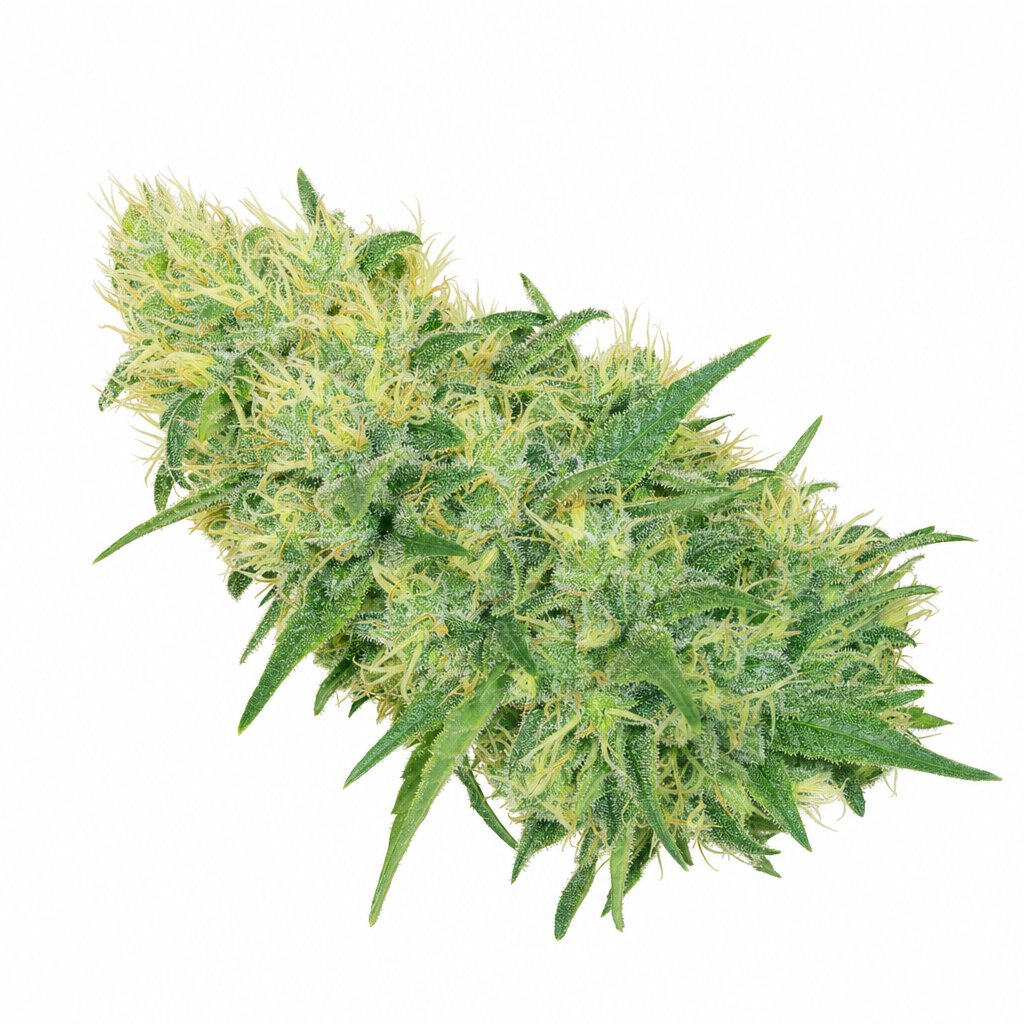 Durban Cherry