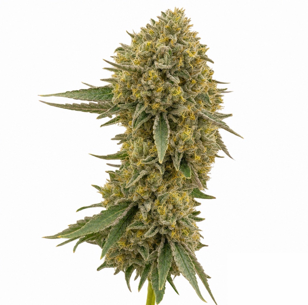 Durban Poison Cannabis Strain