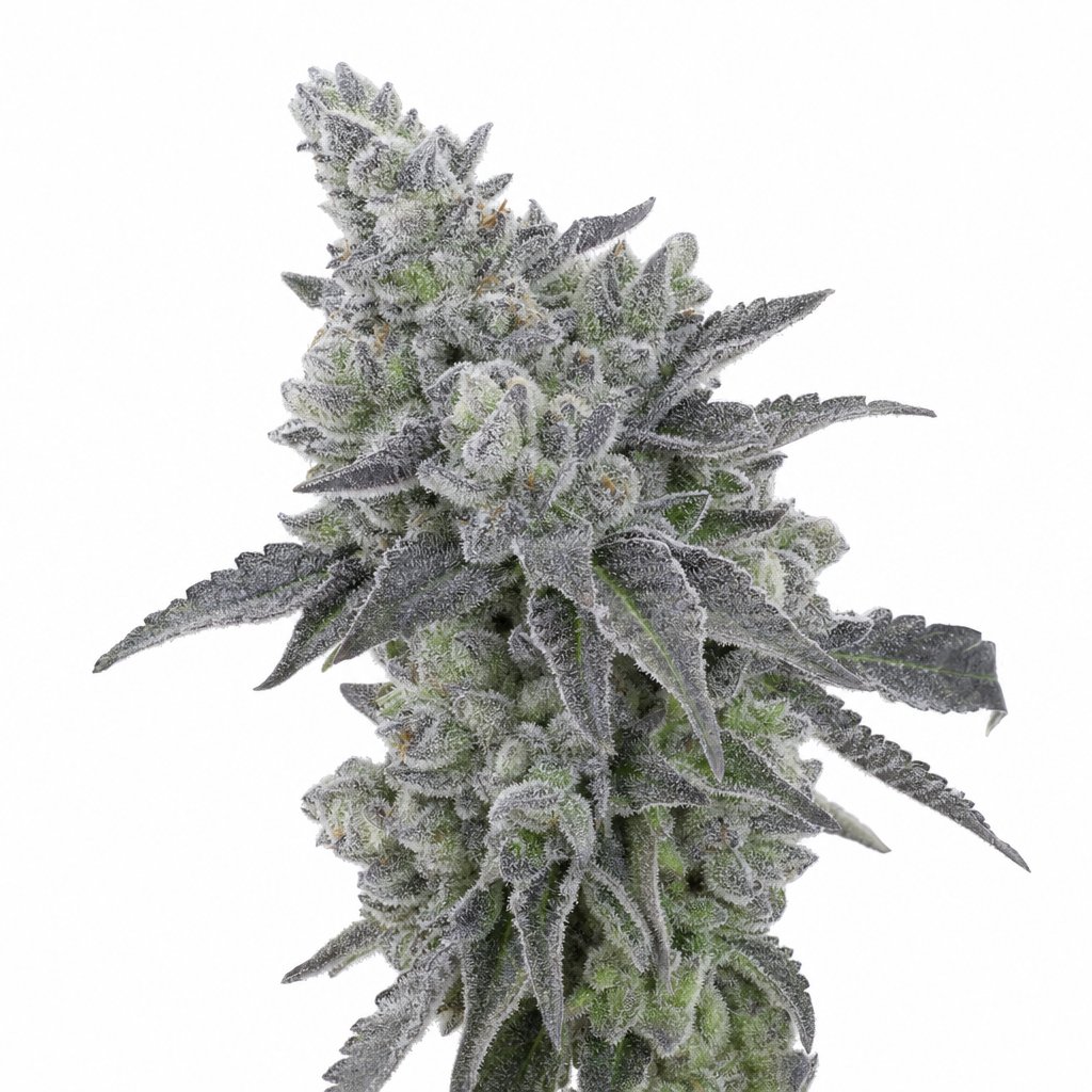 Wedding Pie Gelato