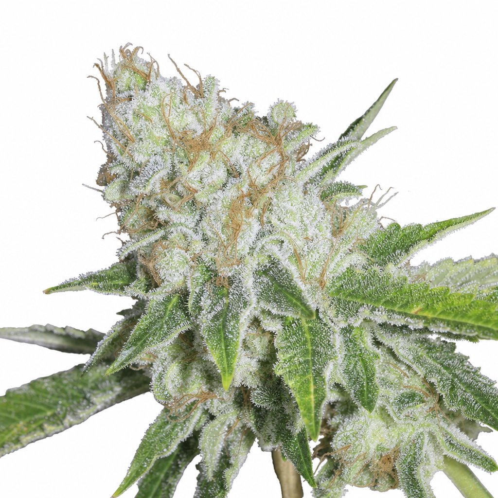 Ultra Sour