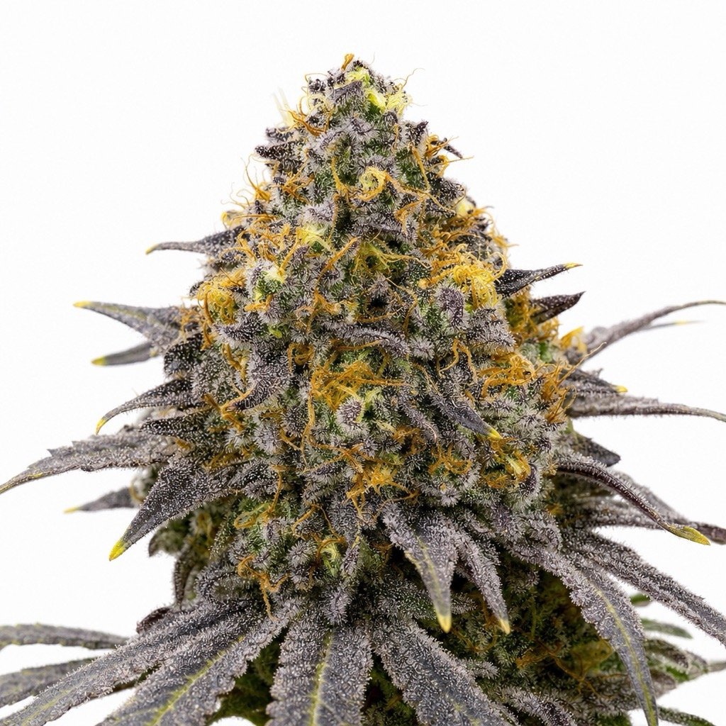 Gelato Cannabis Strain