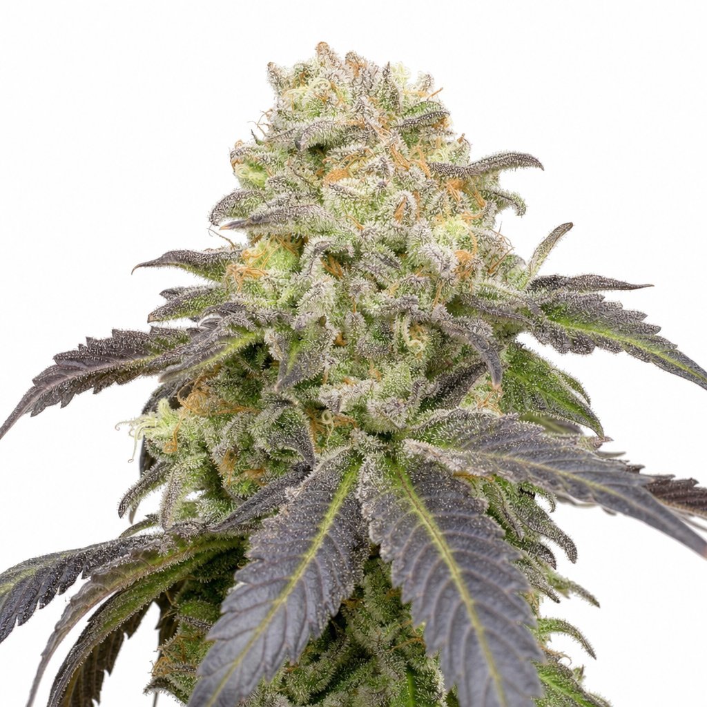 Warlock CBD