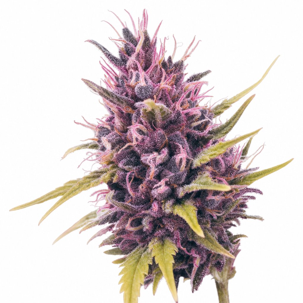 Purple Rain by The Gram