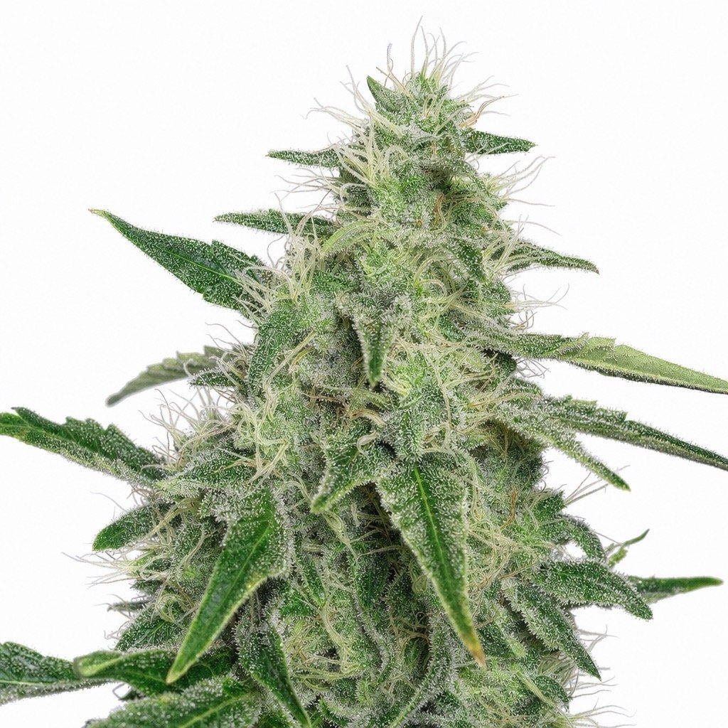 Cannatonic Cannabis Strain