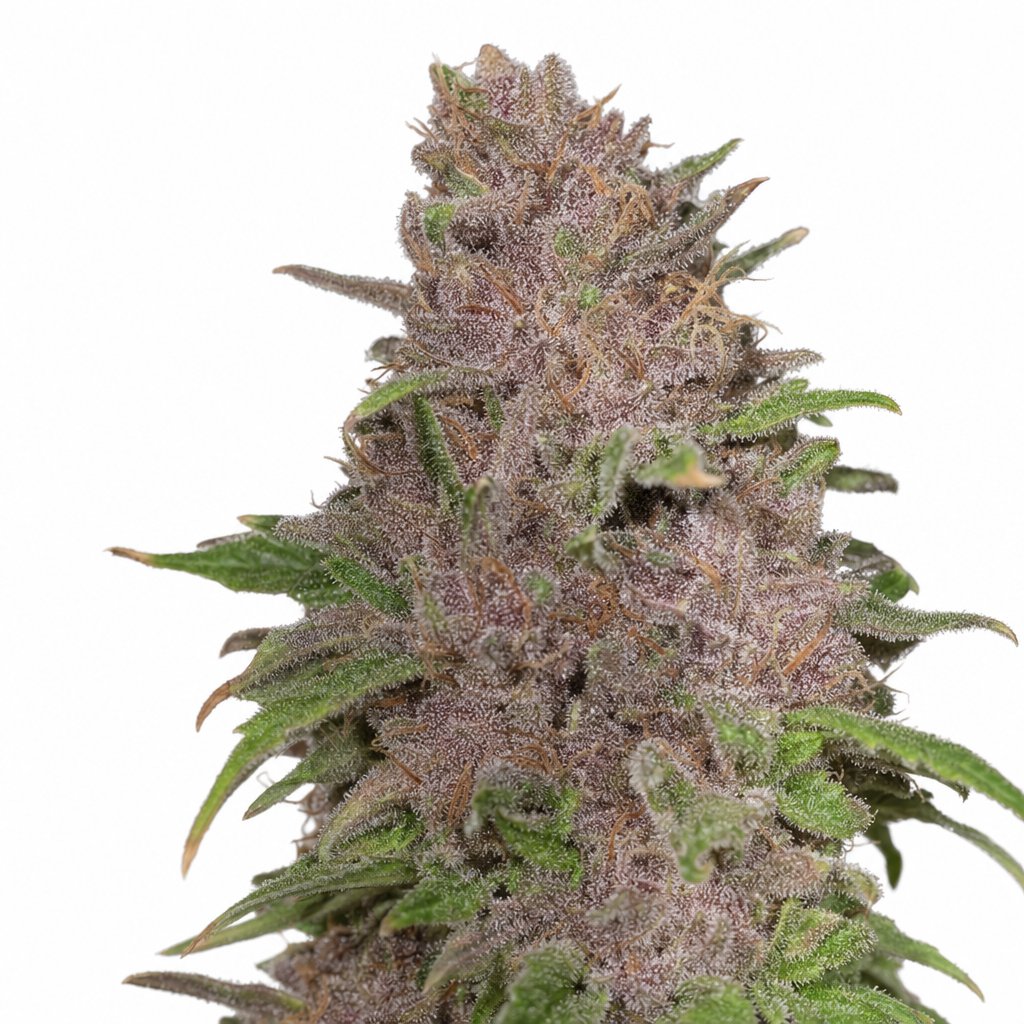 Black Russian