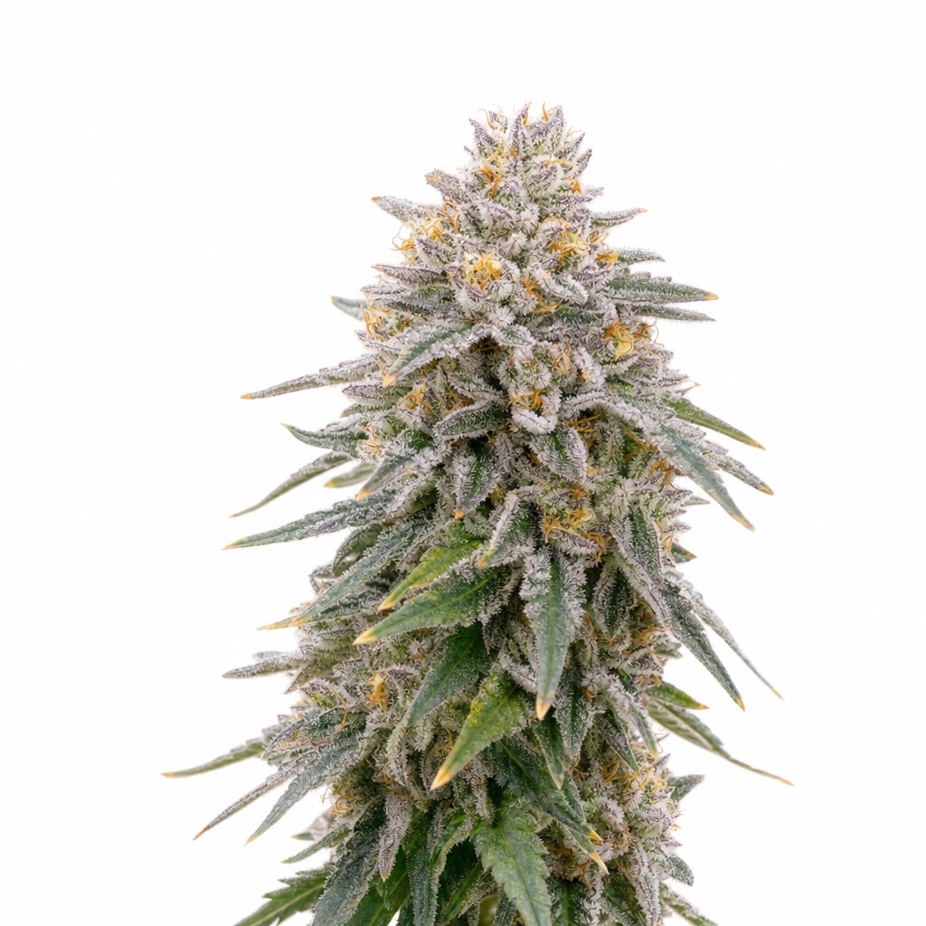Grape Fuel