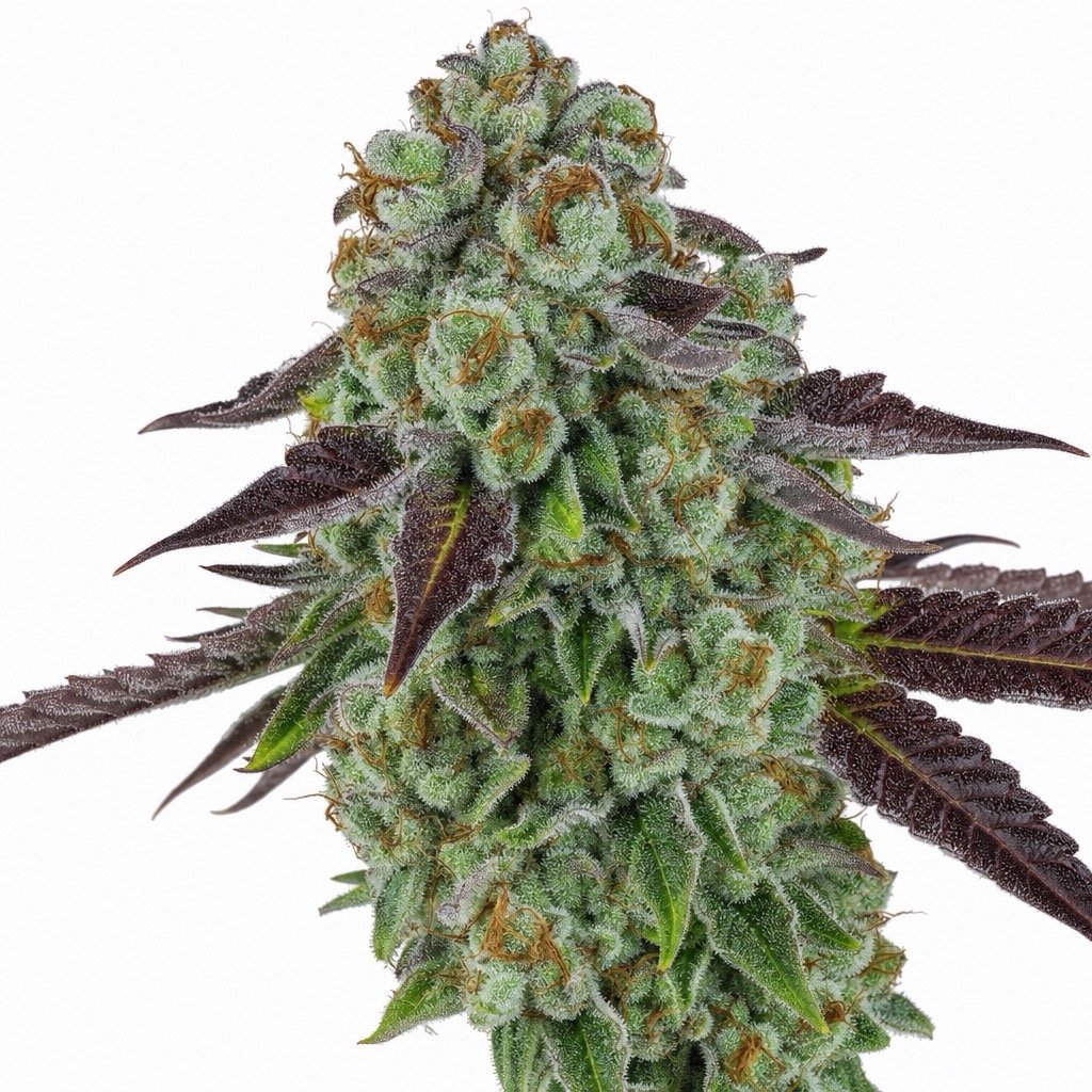 Biscotti Mintz Cannabis Strain