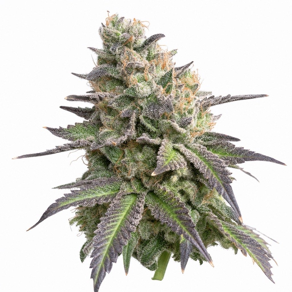 Gelonade Cannabis Strain