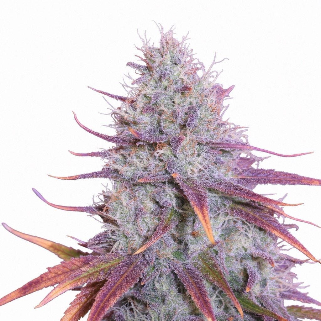 Blue Dream Cannabis Strain