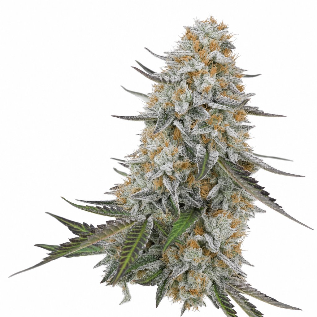 Chemdawg