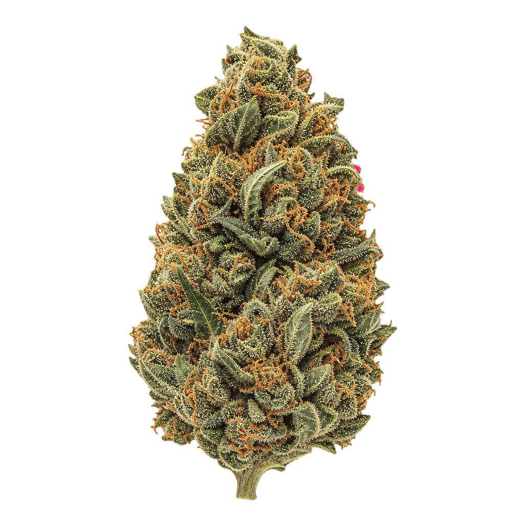 35/1 Natural Buds BBY Blockberry Online Kaufen