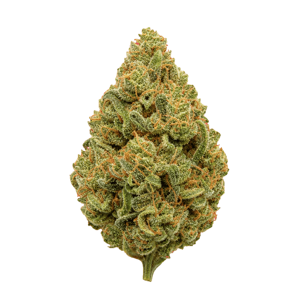 29/1 Amici SLE Sour Lemon OG Online Kaufen