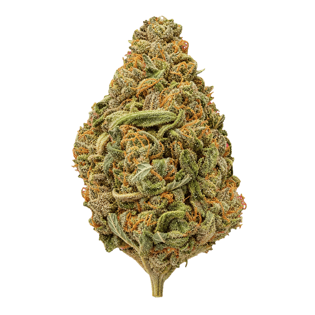 420 Evolution 22/1 CA MGD Magic Gum Drop Online Kaufen