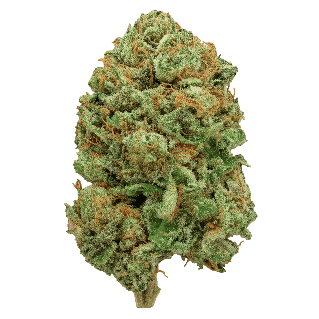 Cannabis flos 23/1 CSF Ku. Bashengo Online Kaufen