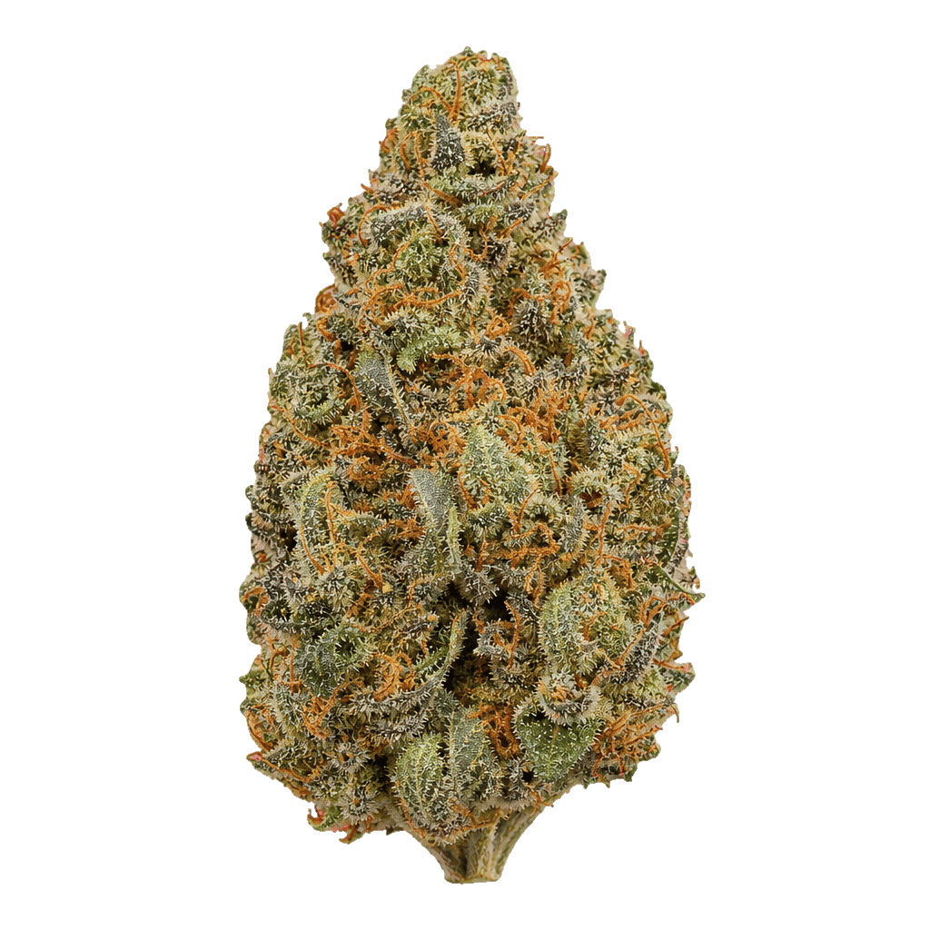 DrWatson 26 AUS Jack Flash5 Online Kaufen