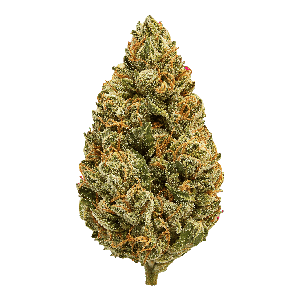 enua 27/1 DGB CA Durban Gorilla Online Kaufen