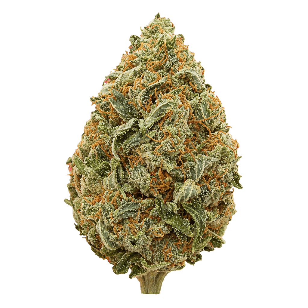 LOT 420 LEM Lemonatti Online Kaufen