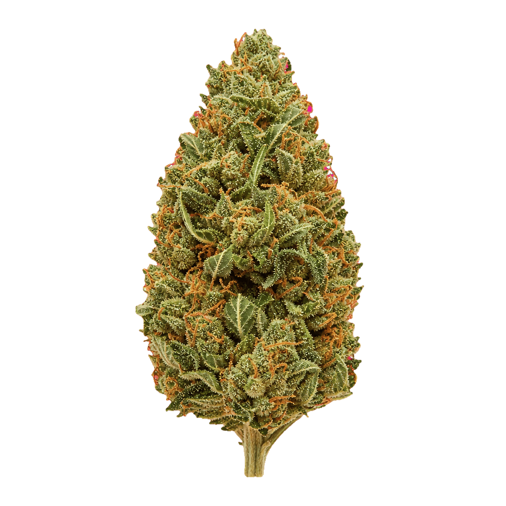 Medical Saints 24/1 HUB Huckleberry Online Kaufen