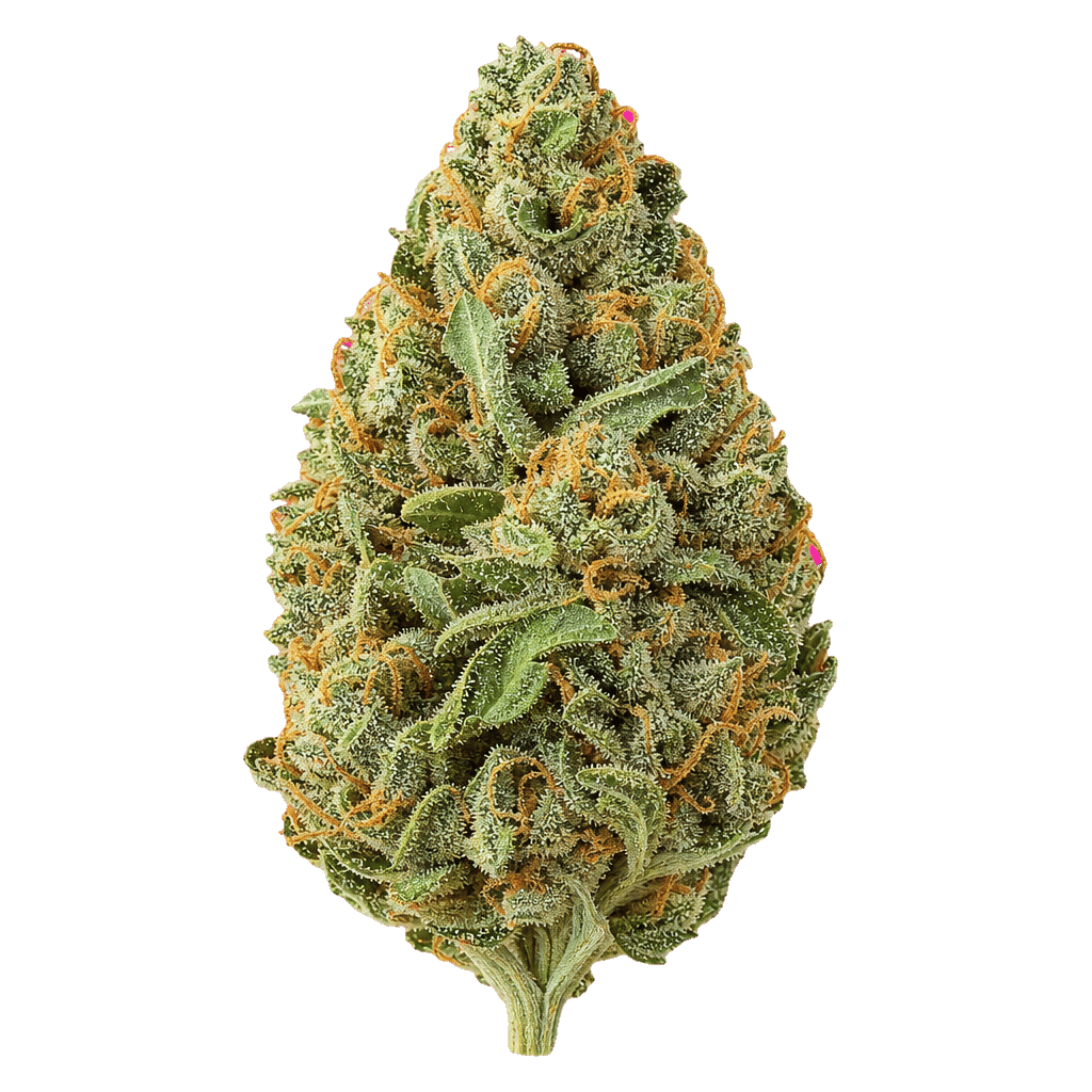 Remexian 27/1 JOI MTC Mojito Cookies Online Kaufen