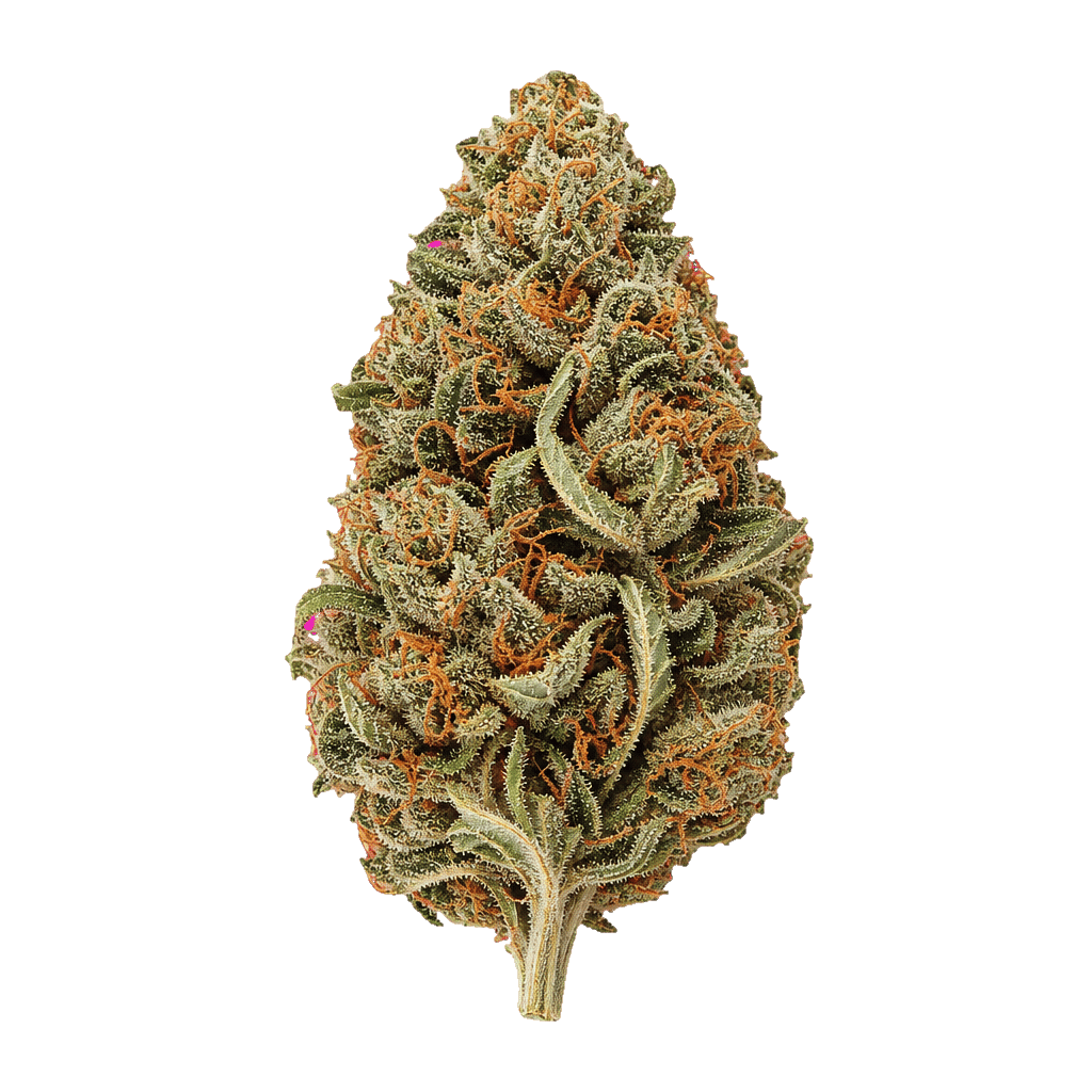 San Raf 31/1 CFK Campfire Kush Online Kaufen
