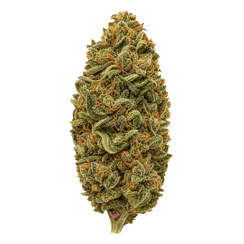 Weeco WW 24/1 DK White Widow Online Kaufen