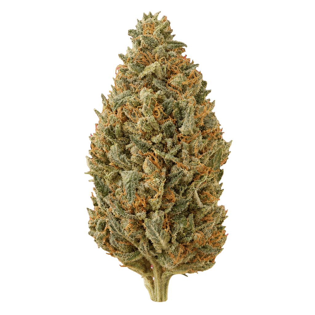 Sinceritas Sativa Verum 24/1 TC Tropical Cake Online Kaufen
