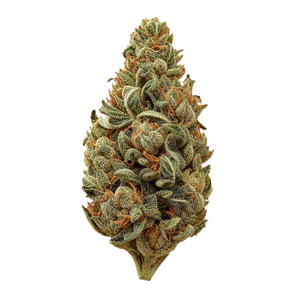 Slouu 27/1 SCH CA Sour Crush Haze Online Kaufen