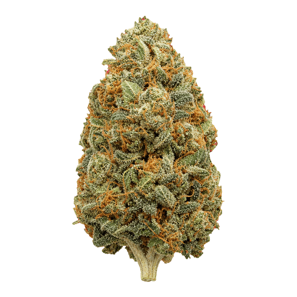 33/1 Amici AC Animal Cookies Online Kaufen