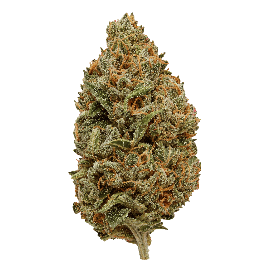Organic Sweetgrass TQN 27/1 Triangle Queen Online Kaufen