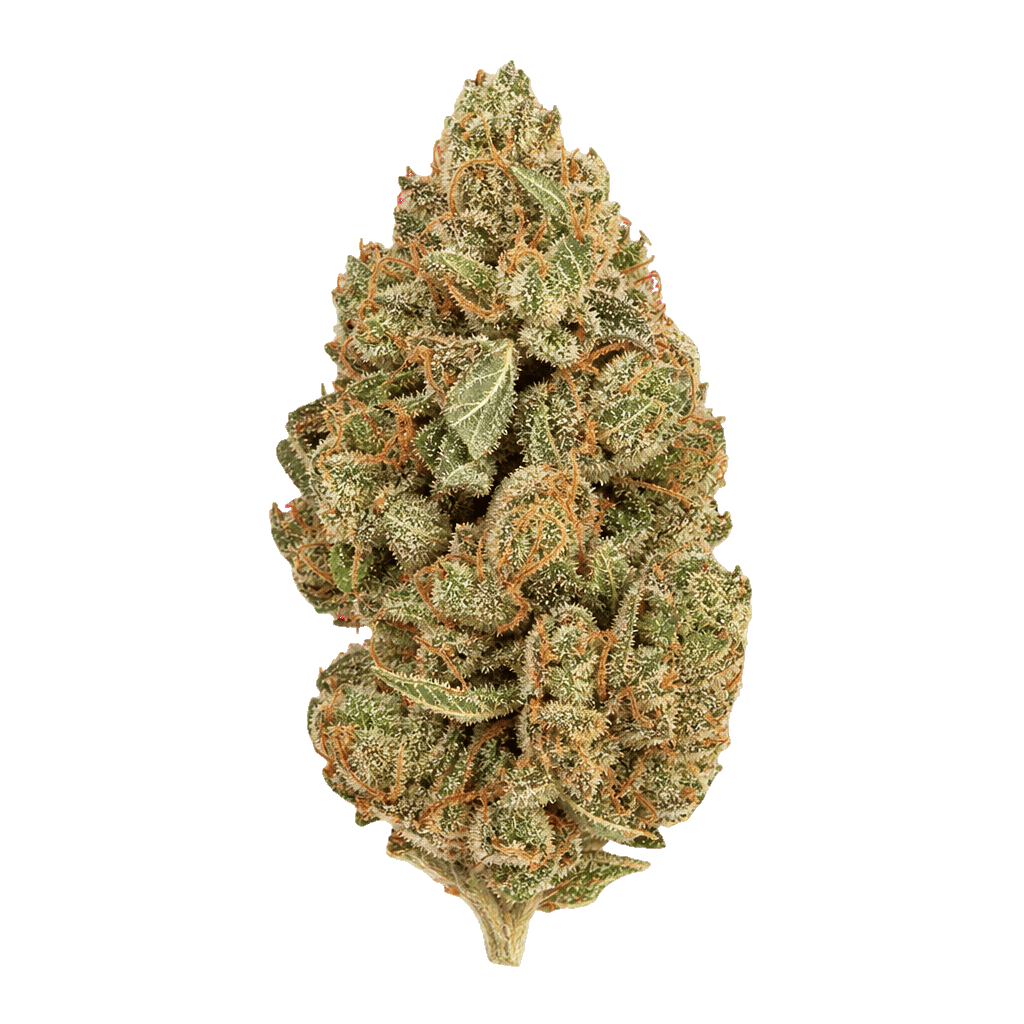 Daily Special 25/1 PWR Papaya Power Online Kaufen