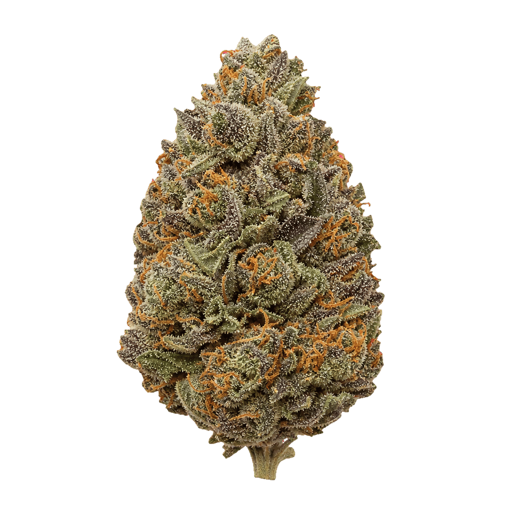 NICE 30/1 GCR Gelato Crust Online Kaufen