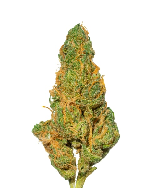 Aurora Typ 1 Island Sweet Skunk