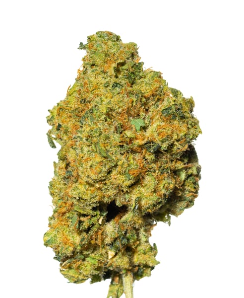 Bathera 24/1 BZ Blue Z