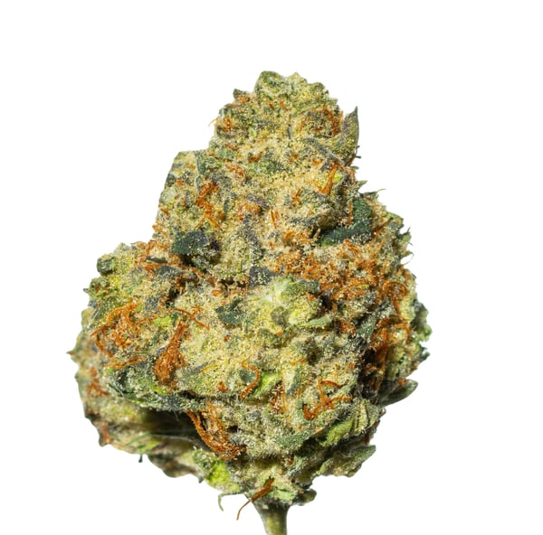 Pedanios 31/1 CMK-CA Chemango Kush