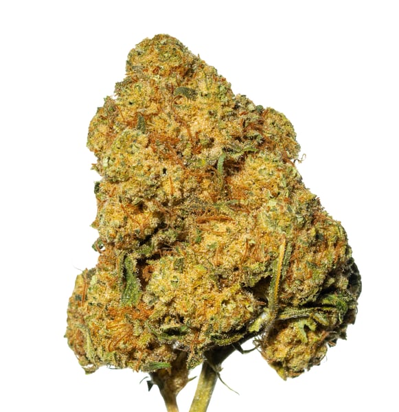 Cannamedical Hybrid Forte DK 24/1 Ghost Train Haze