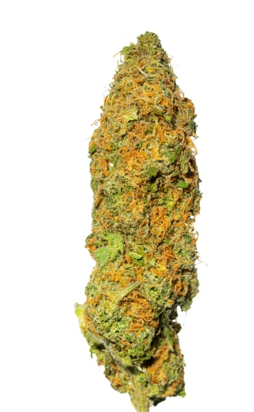 Cannamedical Sativa forte NM Gelato Dream