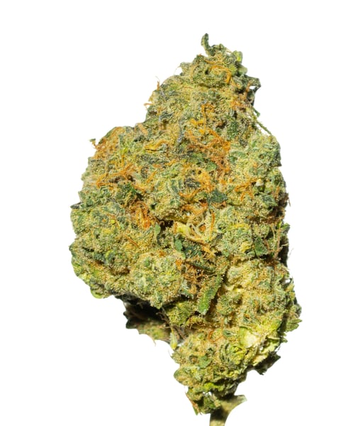 Bathera 23/1 DS Dank Sinatra