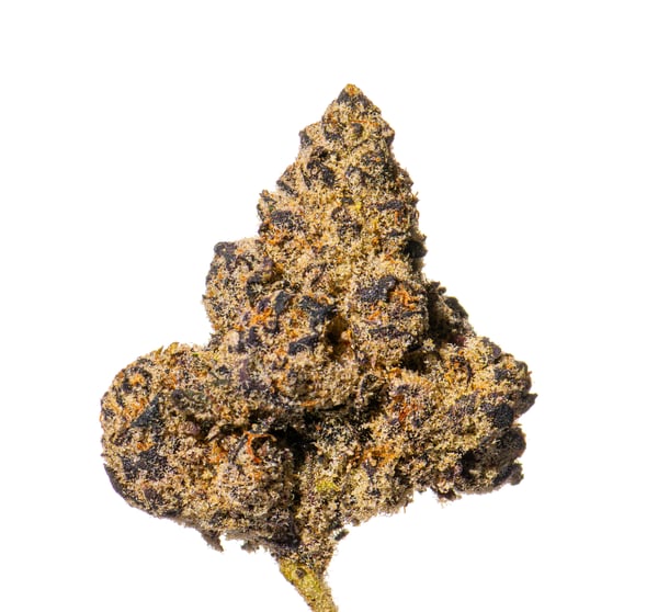 Vasco x Cipher BL Blue Lobster