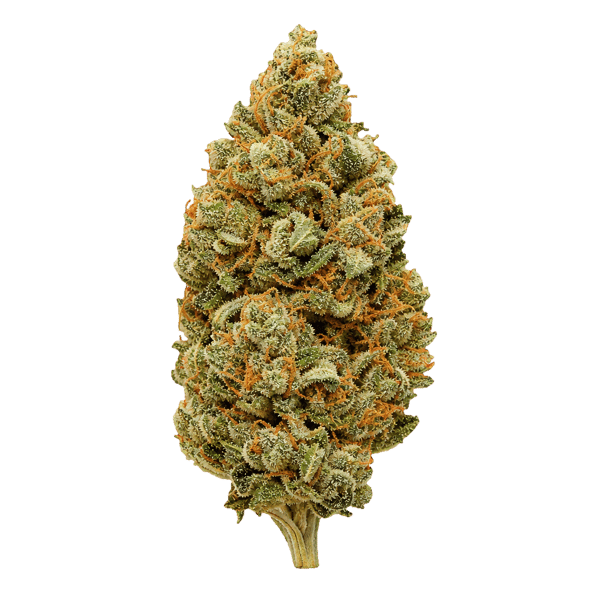 Abby Leaf 27/1 CTL Cactus Leaker Online Kaufen
