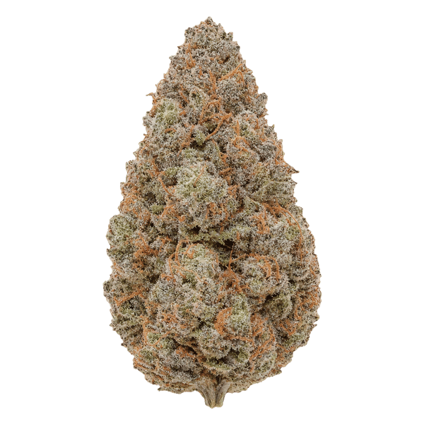 AMICI 26/1 BH Blueberry Headband Online Kaufen