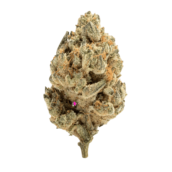 Apollo 28/1 JGN Think Fast Online Kaufen