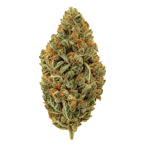 Balancial 22/1 PT-S1 JH Jack Herer Online Kaufen