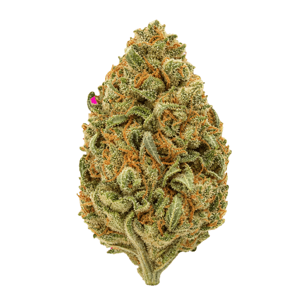 Balancial 24/1 PT S1 JH Jack Herer Online Kaufen