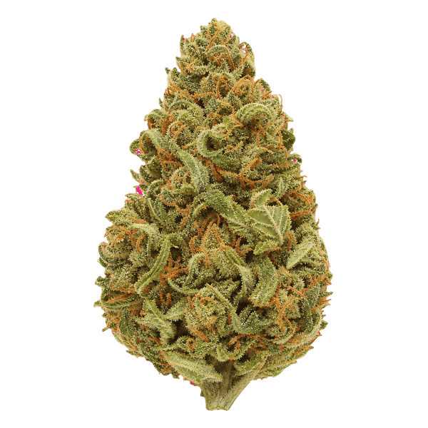 Bathera 25/1 SSH Super Silver Haze Online Kaufen