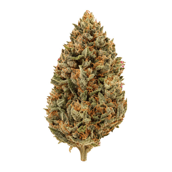 BC Green TCK 30/1 Tiger Cake Online Kaufen