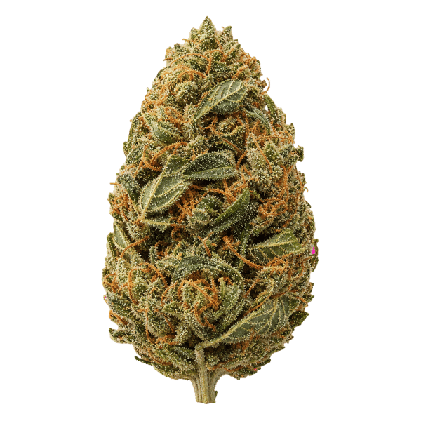Beacon CC T30 Cosmic Cookies Online Kaufen