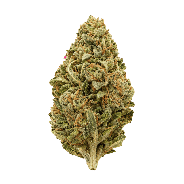 Cannamedical Hybrid classic DK Ghost Train Haze Online Kaufen