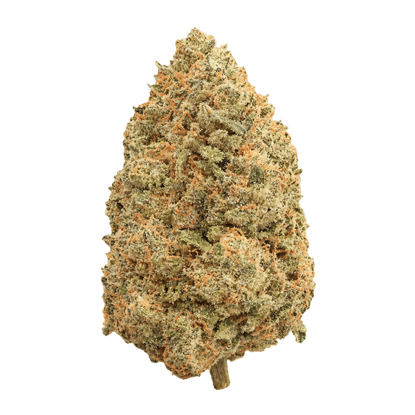 Cannovum Apex GOA-PT 26/1 Governmint Oasis Online Kaufen