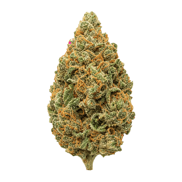 Demecan Craft Aloha 31:01 98 Aloha White Widow x Trainwreck Online Kaufen