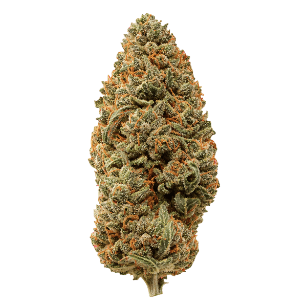 enua 25/1 JFK CA Jet Fuel Kush Online Kaufen